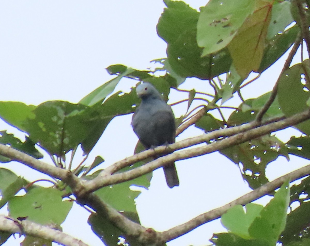 Boyer's Cuckooshrike - ML621828435