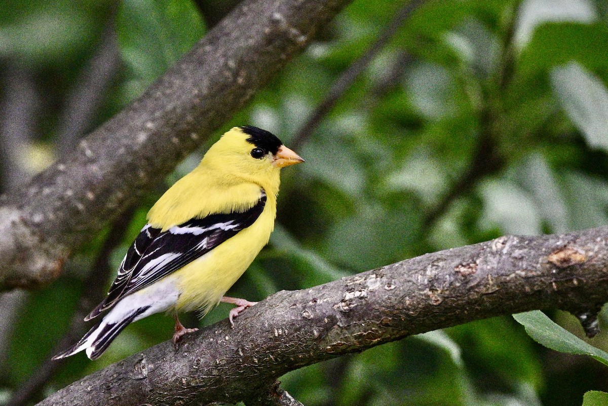 American Goldfinch - ML621828436