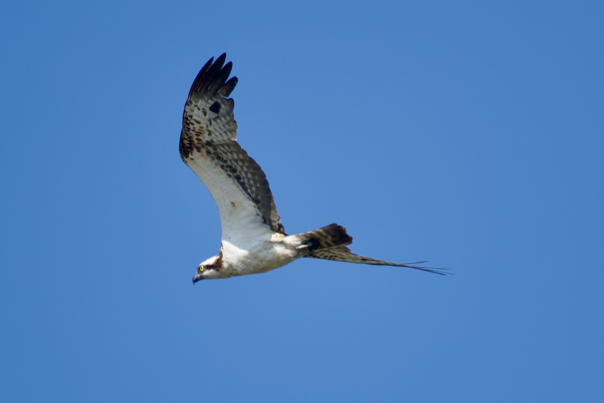 Osprey - ML621828445