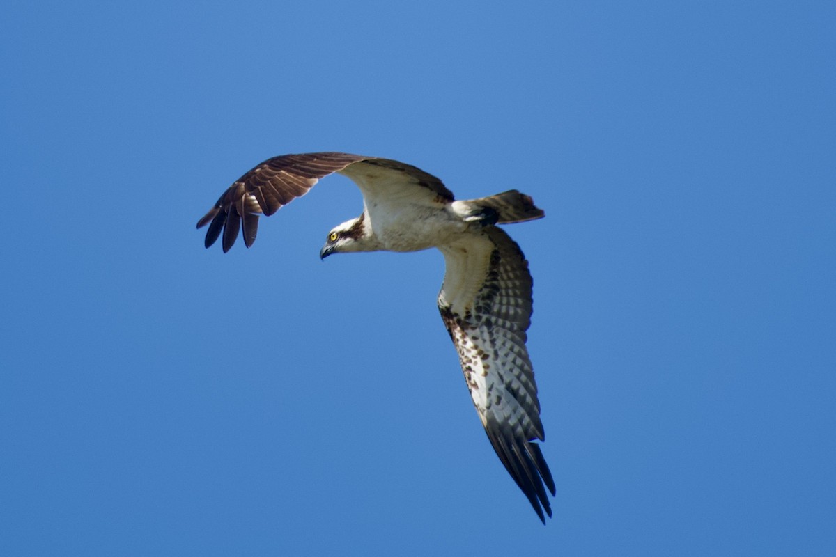 Osprey - ML621828464