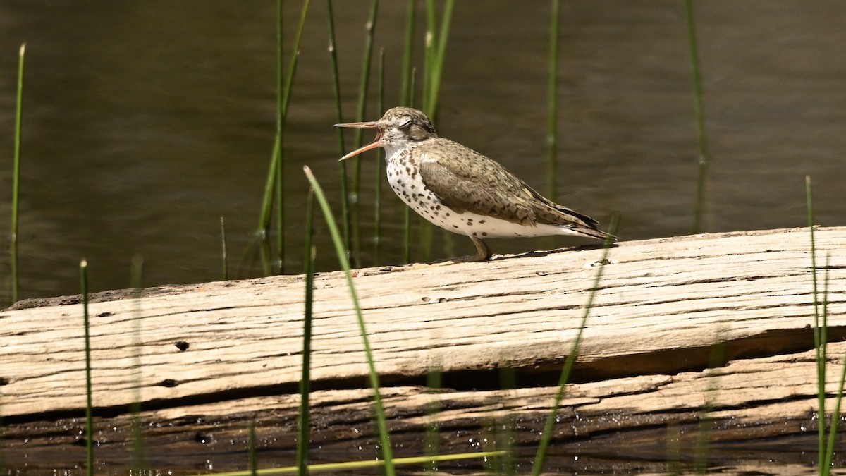 Spotted Sandpiper - ML621828469