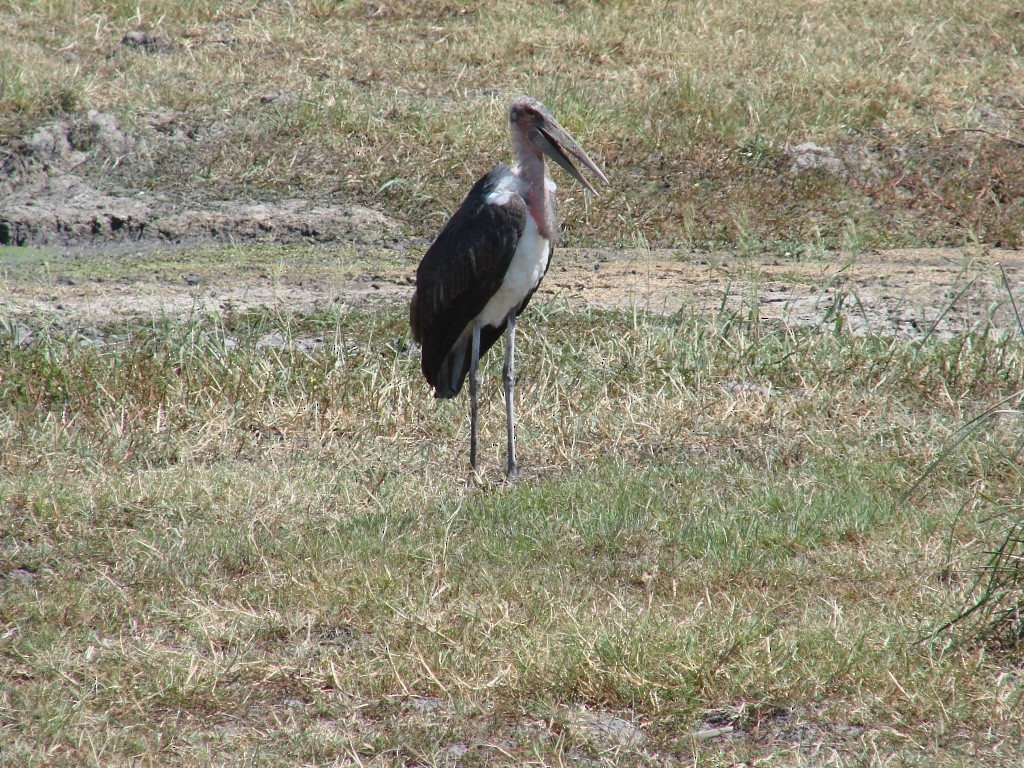 Marabou Stork - ML621828470