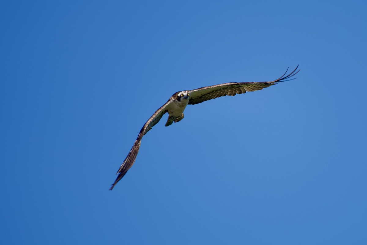 Osprey - ML621828472