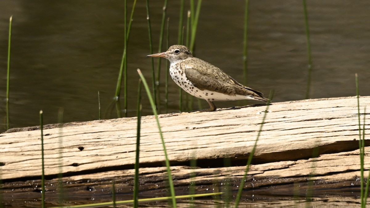 Spotted Sandpiper - ML621828477