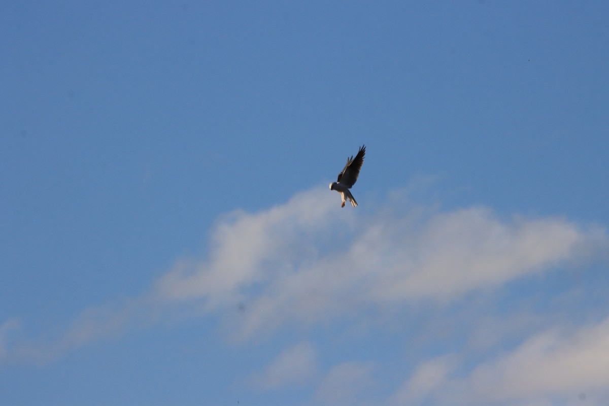 Black-shouldered Kite - ML621828490