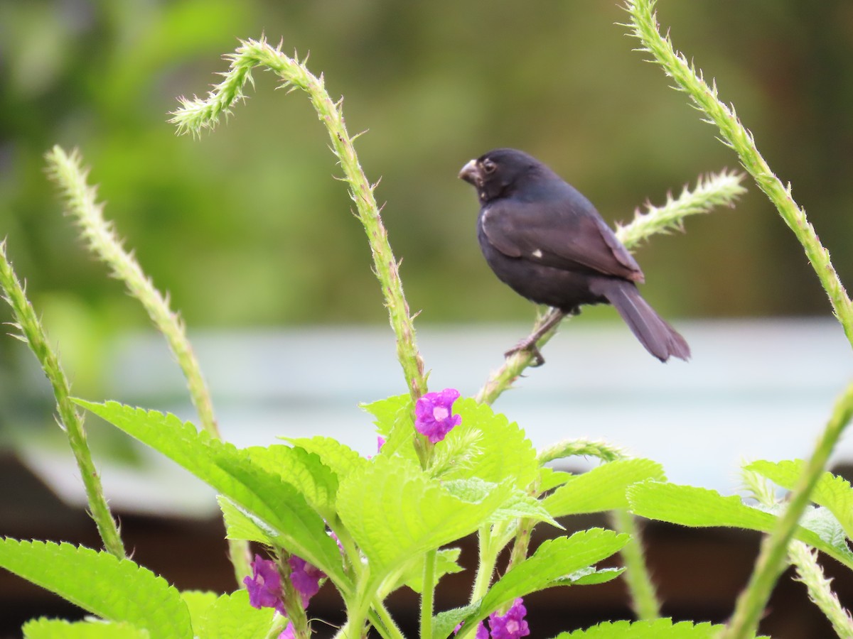 Variable Seedeater - ML621828491