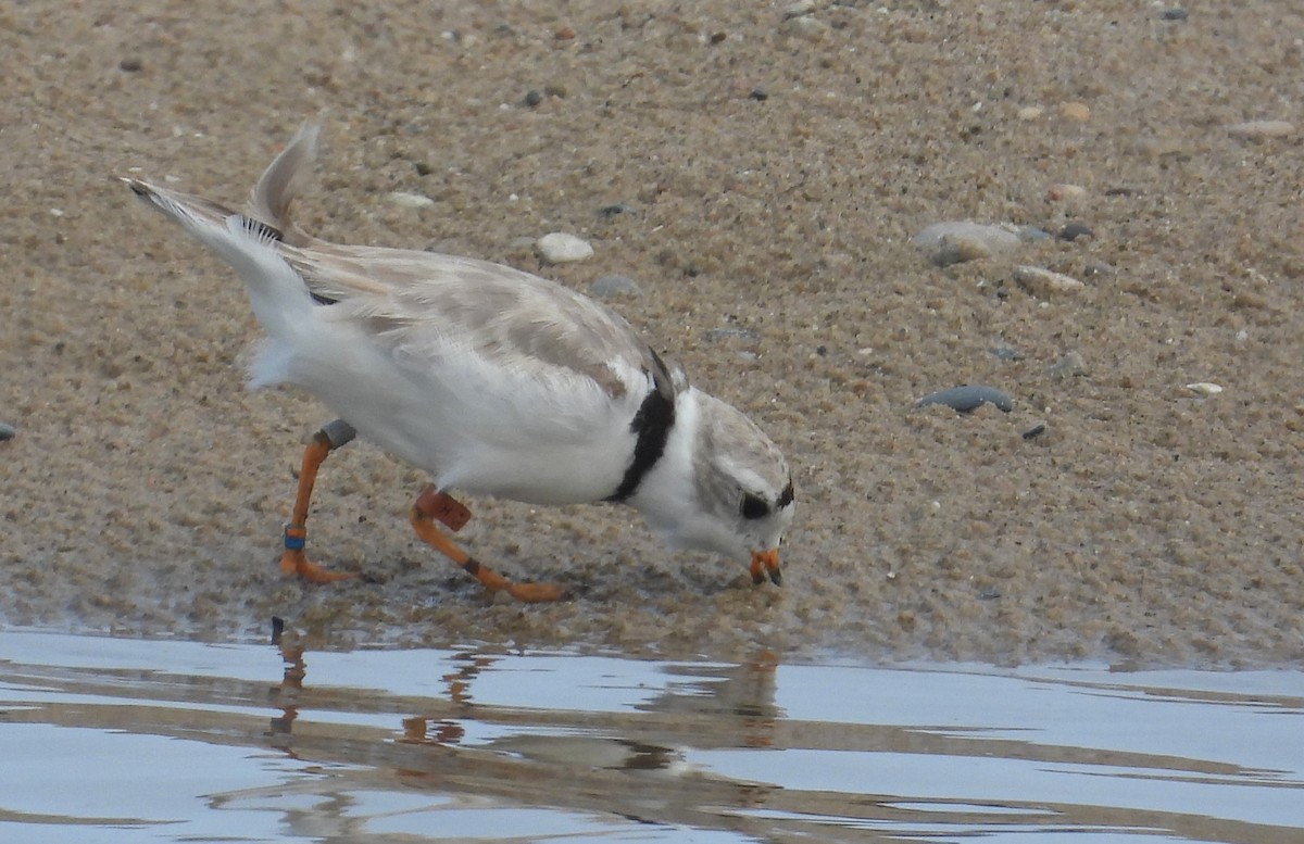 Piping Plover - ML621828507
