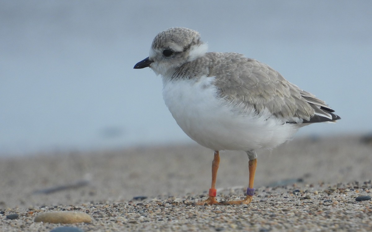 Piping Plover - ML621828554