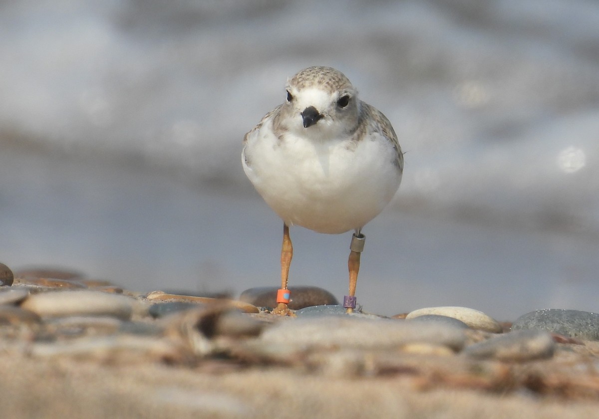 Piping Plover - ML621828555