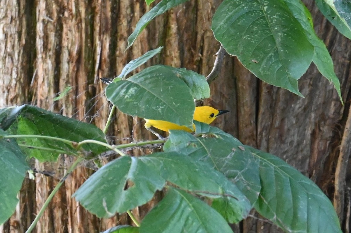 Prothonotary Warbler - ML621828580