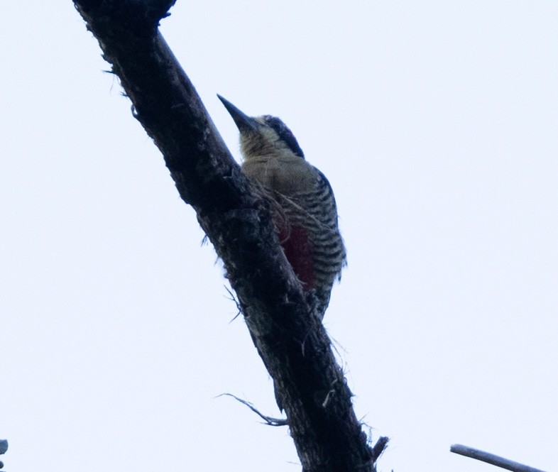 Beautiful Woodpecker - ML621828588