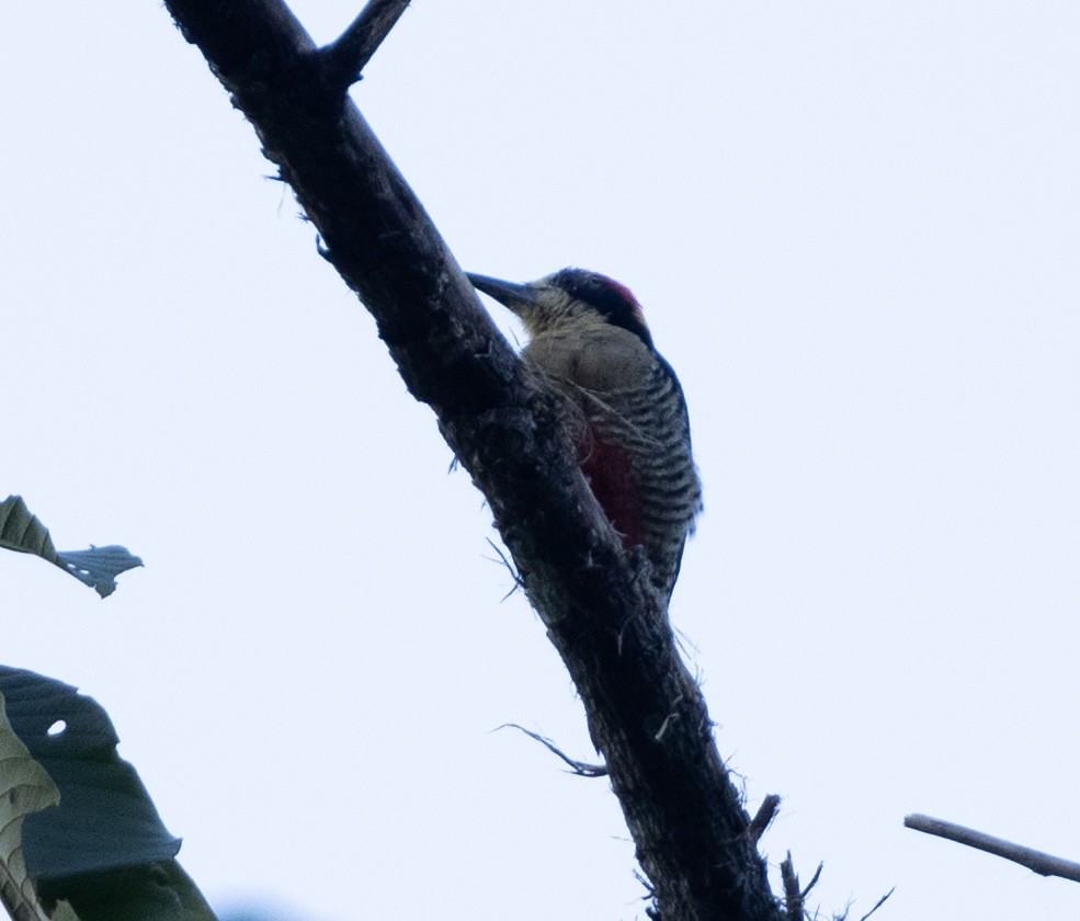 Beautiful Woodpecker - ML621828589