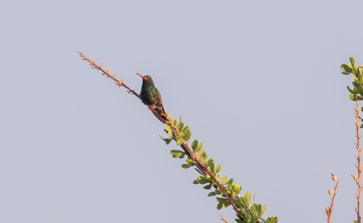 Broad-billed Hummingbird - ML621828594