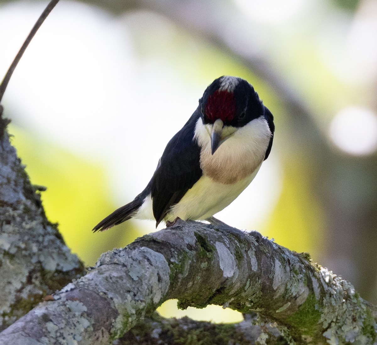 White-mantled Barbet - ML621828599