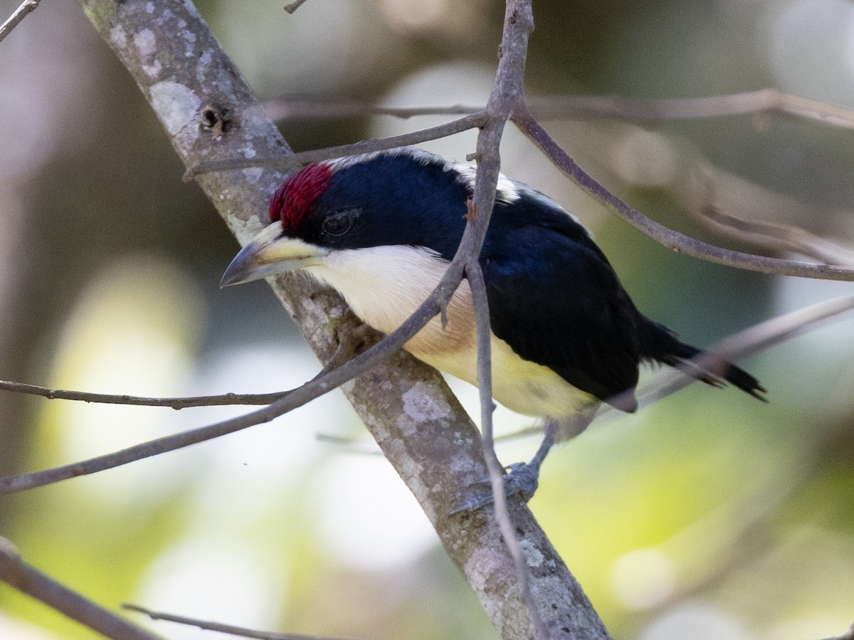 White-mantled Barbet - ML621828600