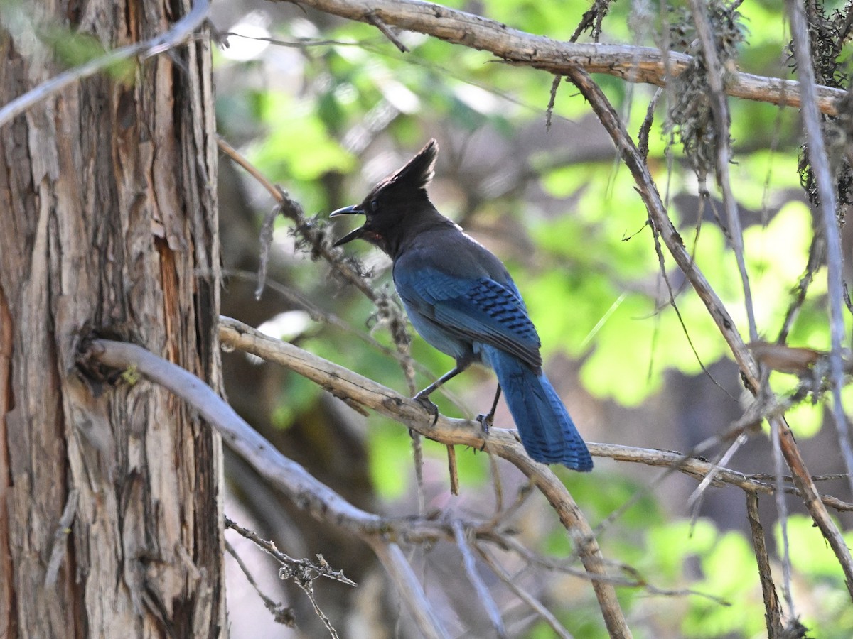 Steller's Jay - ML621828627