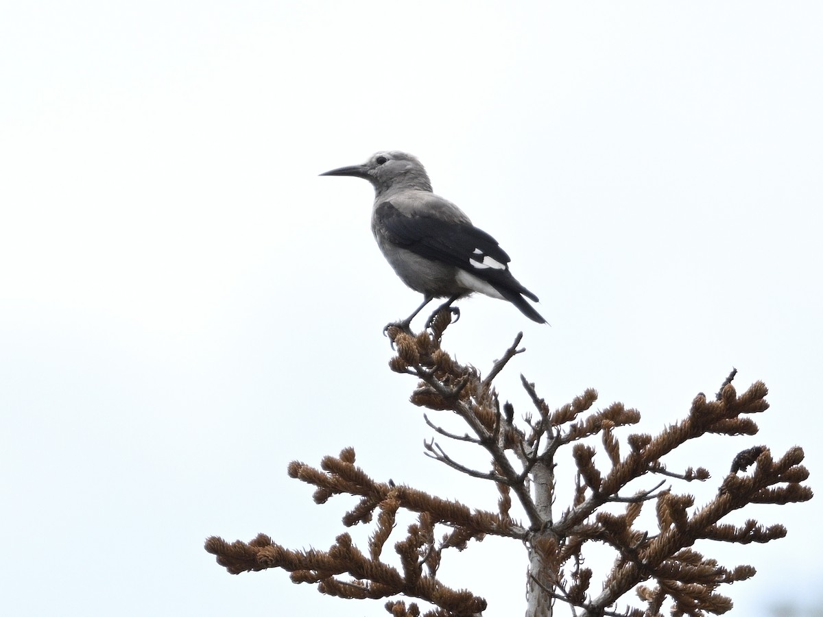 Clark's Nutcracker - ML621828667