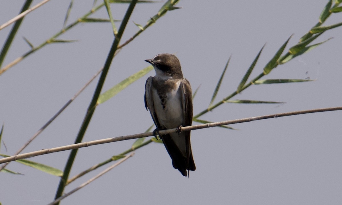 Banded Martin - ML621828688