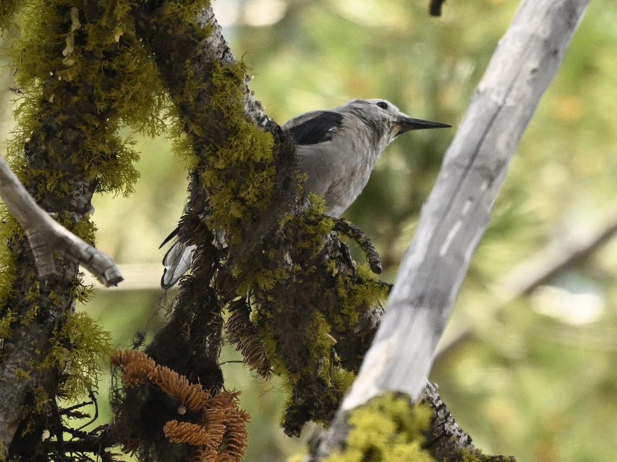 Clark's Nutcracker - ML621828697