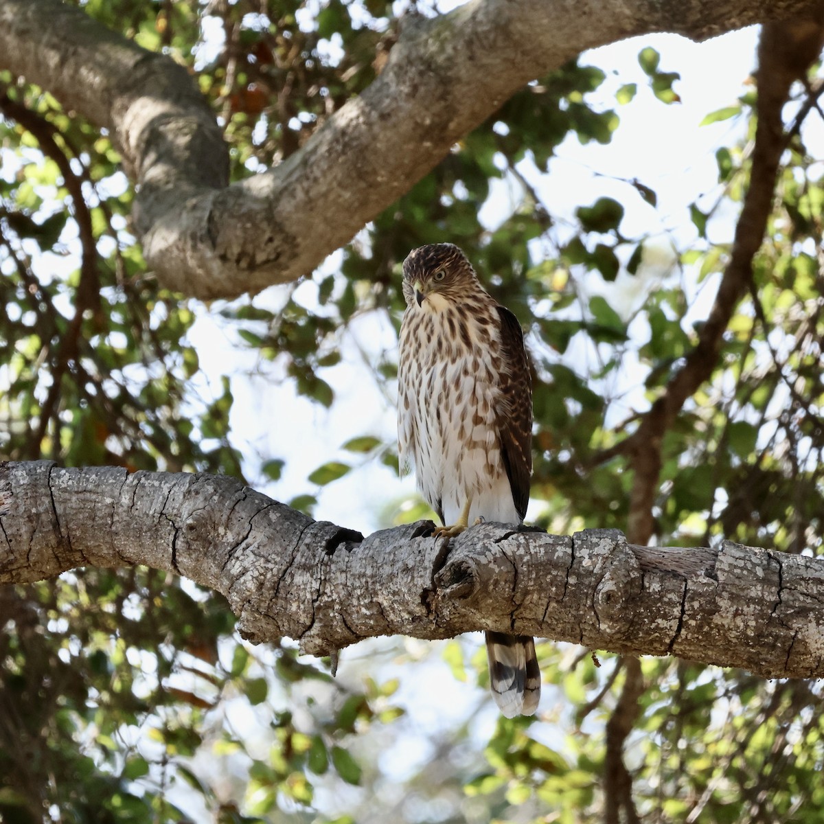 Cooper's Hawk - ML621828718