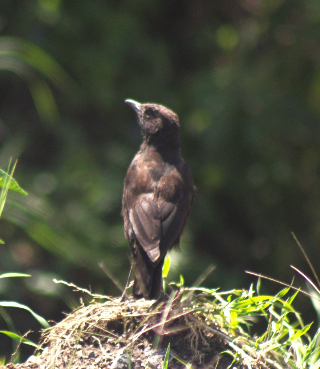 Northern Anteater-Chat - ML621828727