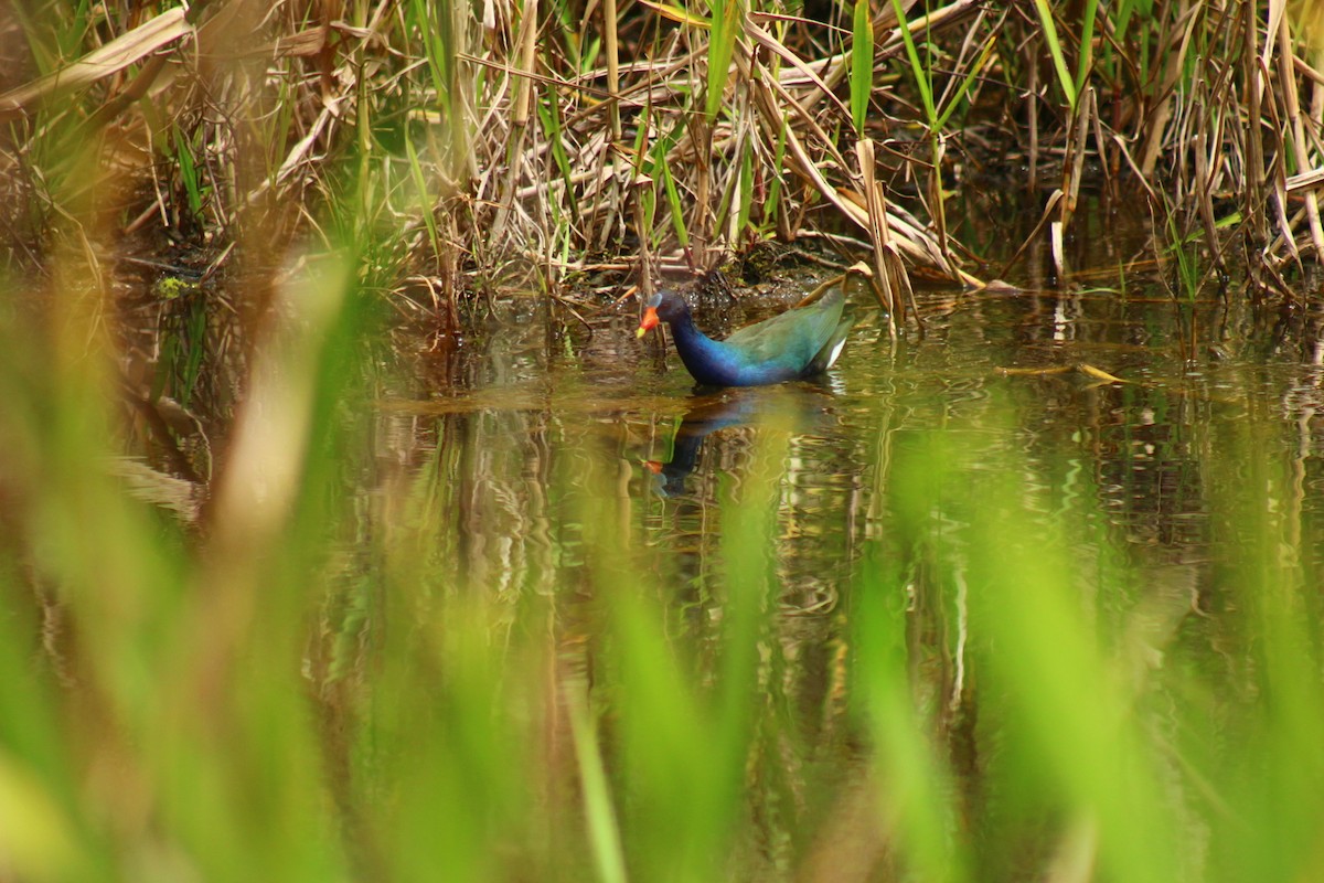 Purple Gallinule - ML621828737