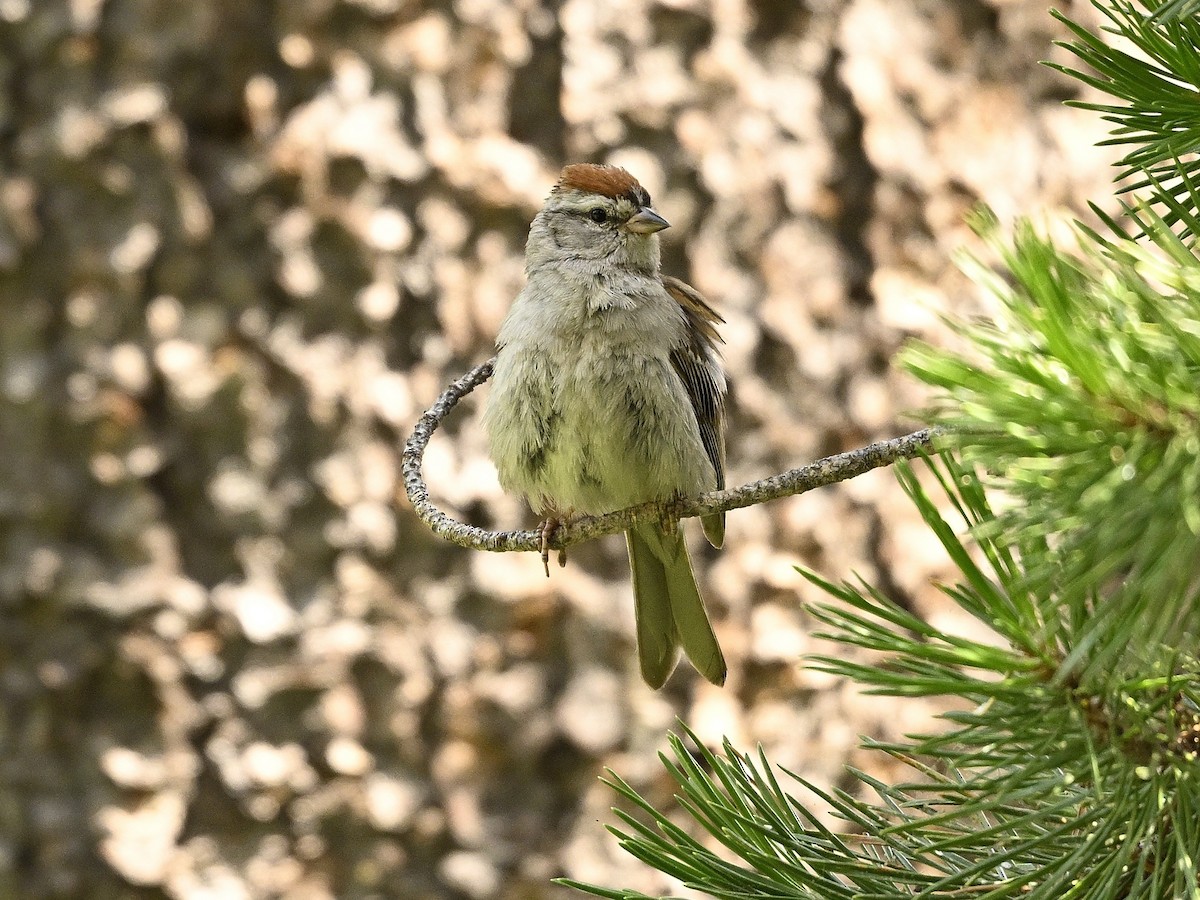 Chipping Sparrow - ML621828743