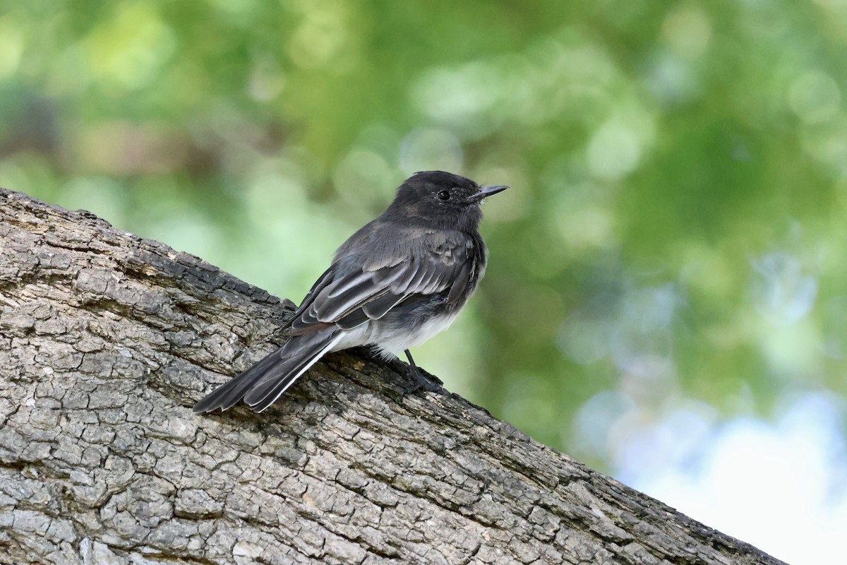 Black Phoebe - Charlotte M