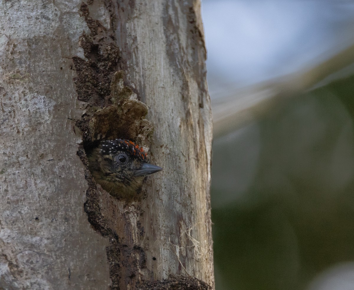 Olivaceous Piculet - ML621828768