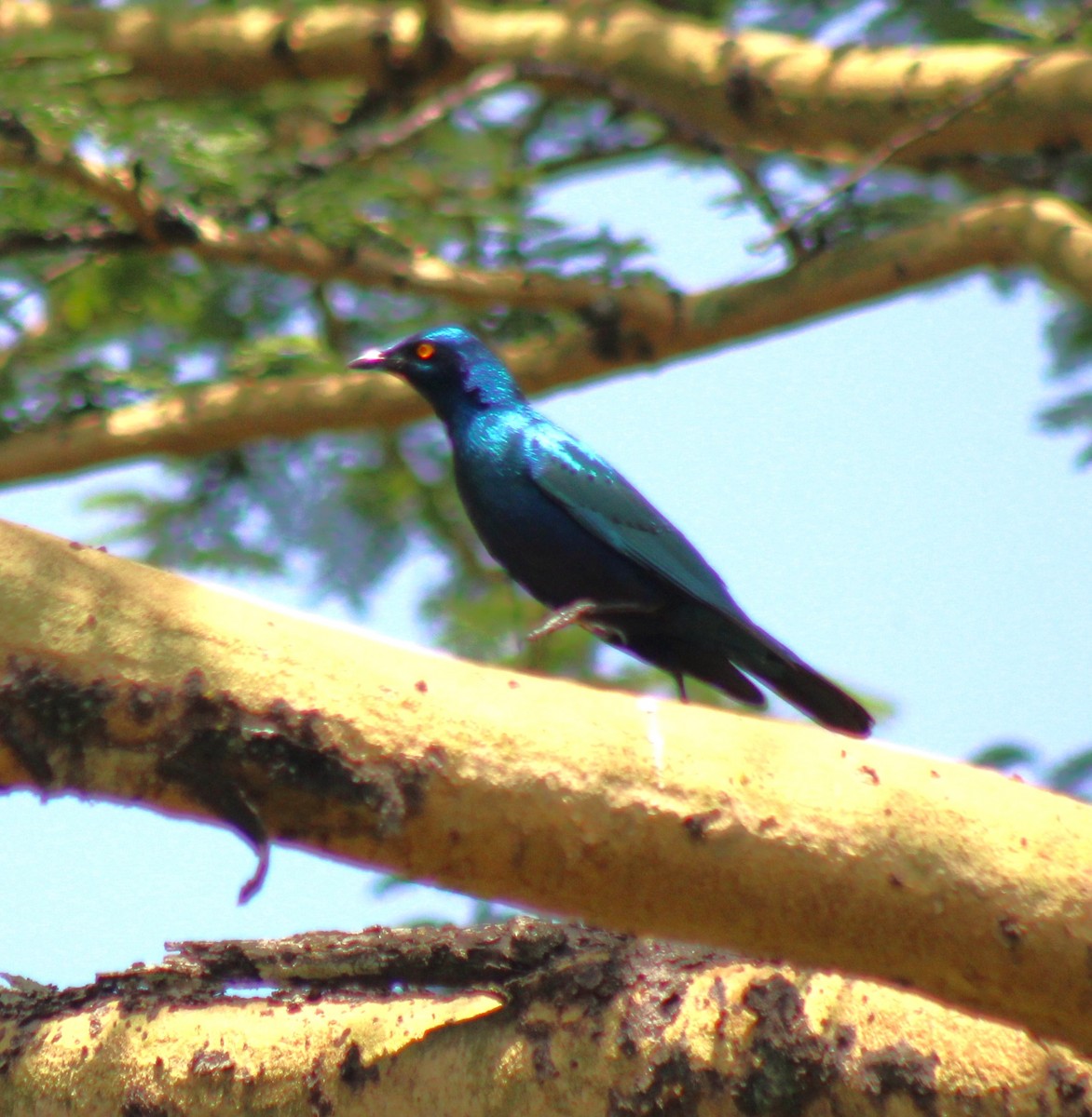 Greater Blue-eared Starling - ML621828800