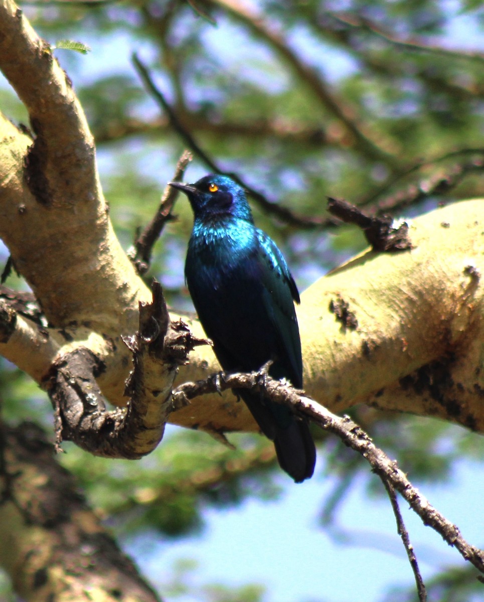 Greater Blue-eared Starling - Scott Atkinson