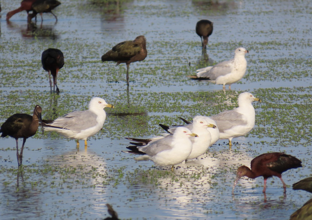 Ring-billed Gull - Bobby Walsh