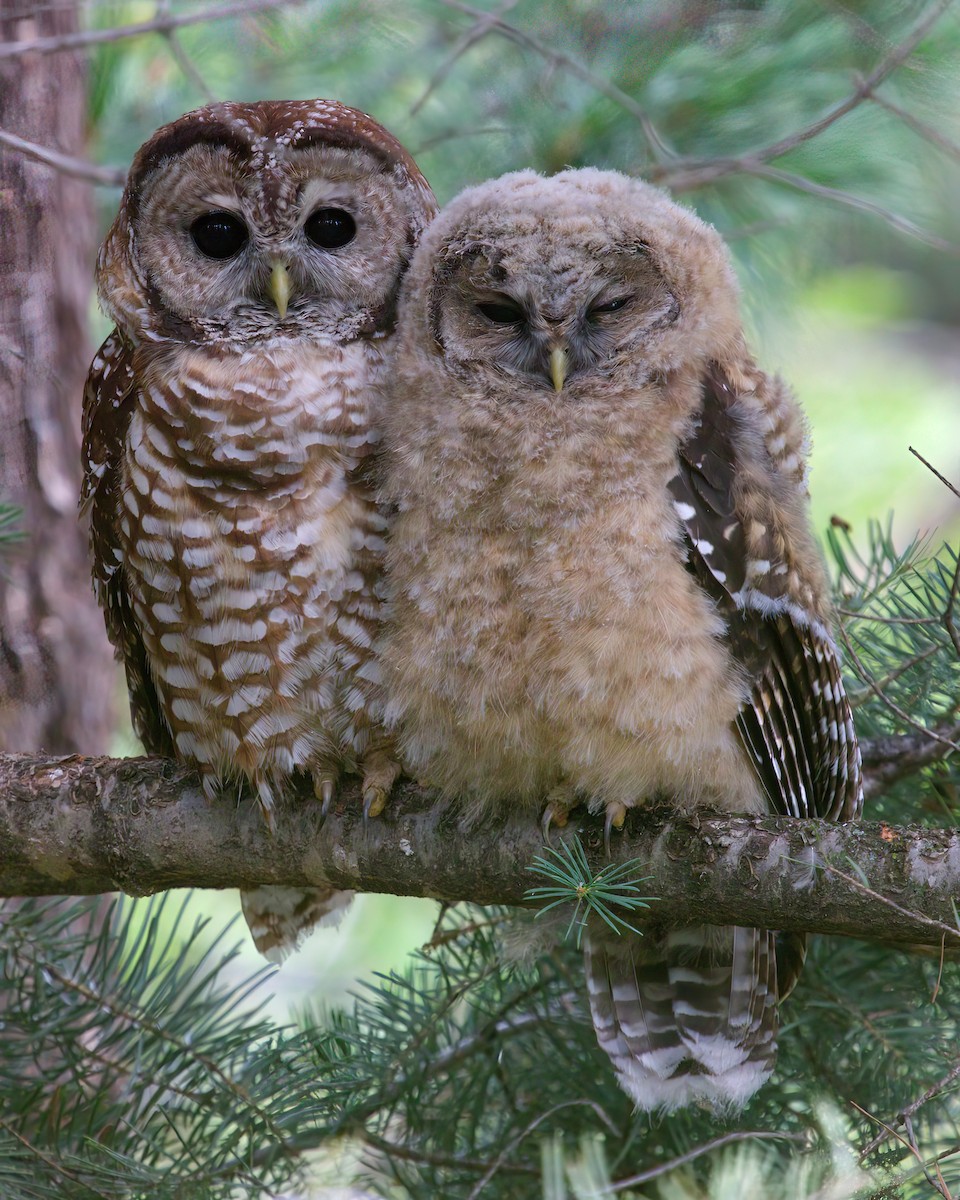 Spotted Owl - ML621828954