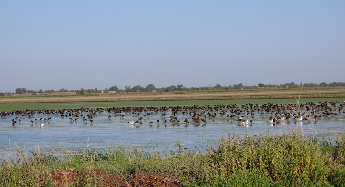 White-faced Ibis - Bobby Walsh