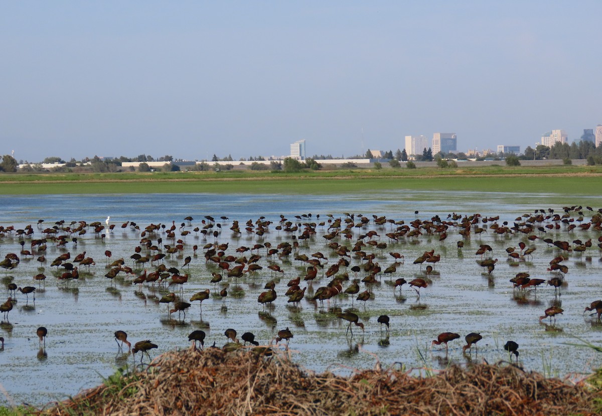 White-faced Ibis - ML621828959