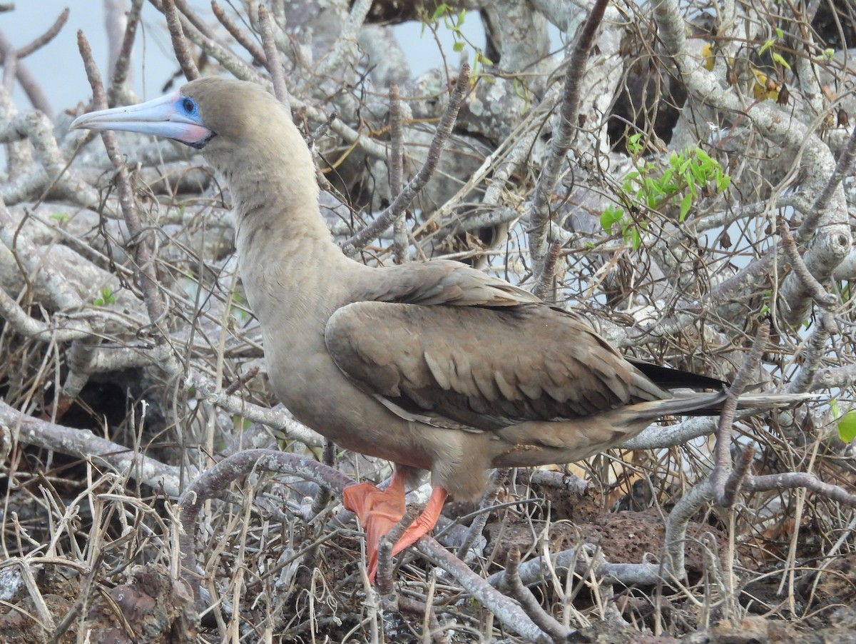 Red-footed Booby - ML621828964