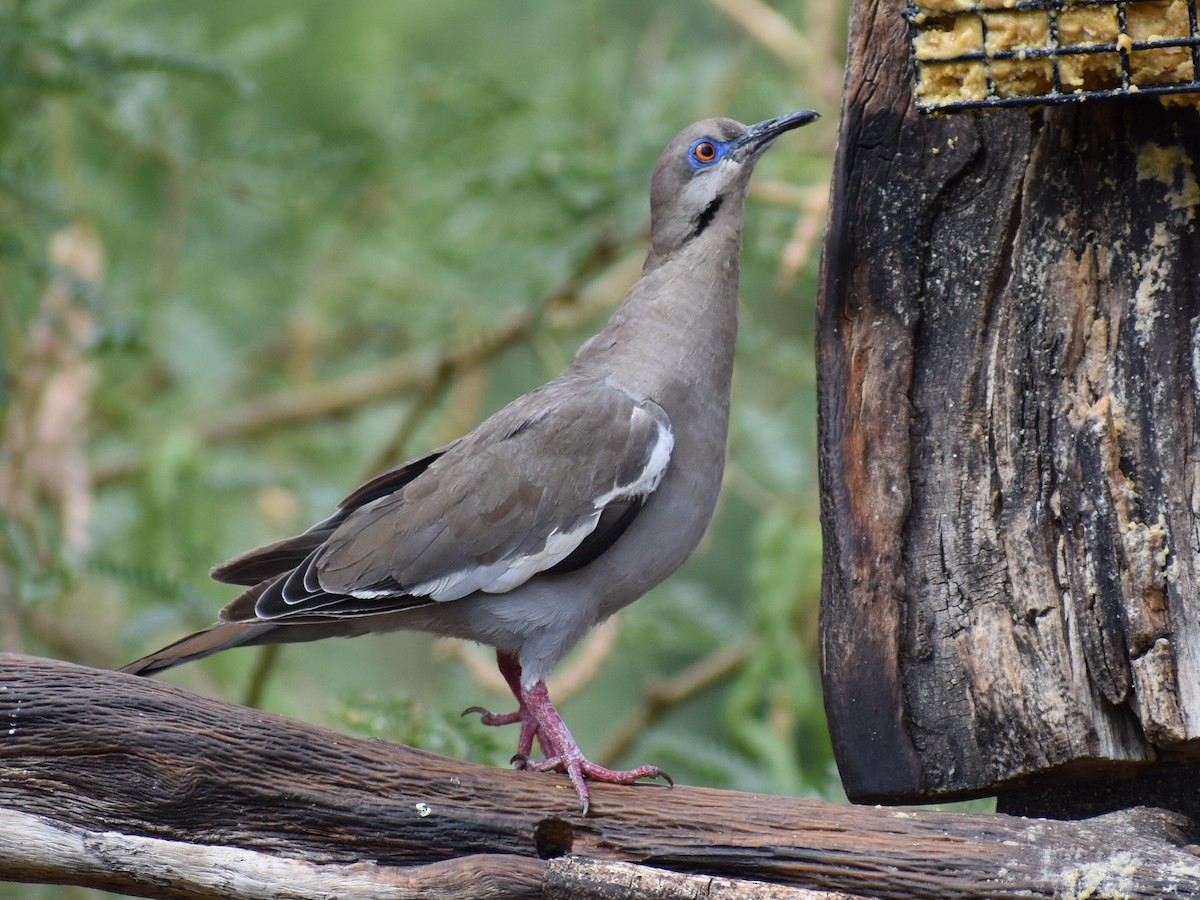 White-winged Dove - ML621828970