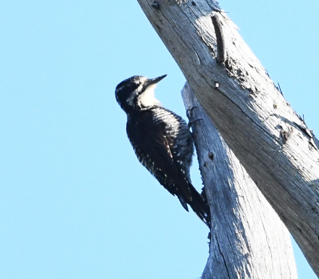 American Three-toed Woodpecker - ML621828997