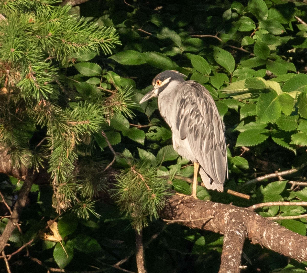 Yellow-crowned Night Heron - ML621829011
