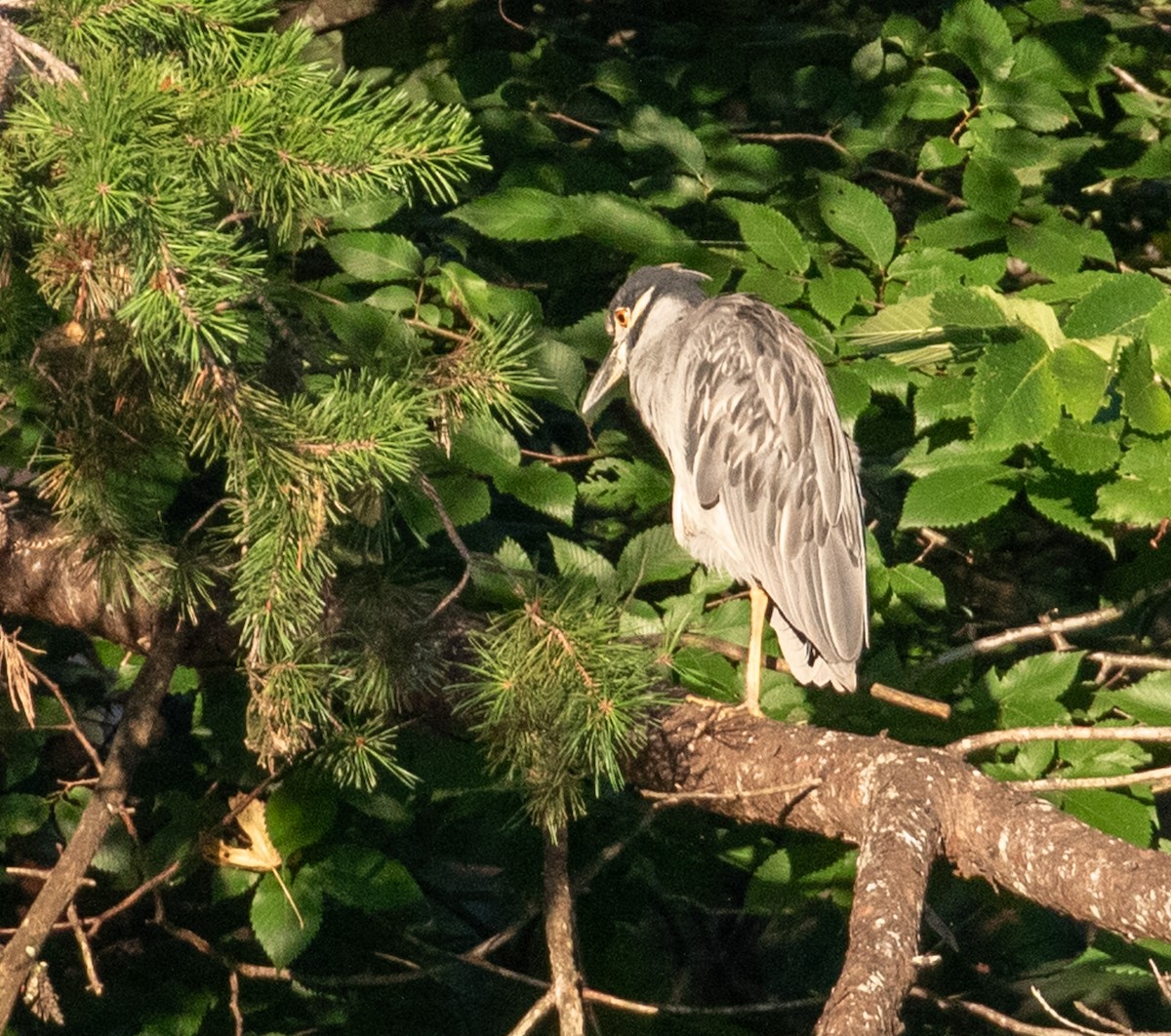 Yellow-crowned Night Heron - ML621829012