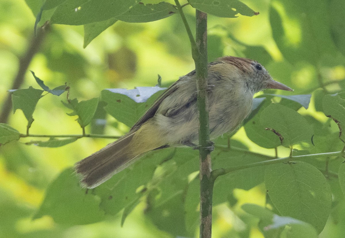 Rufous-naped Greenlet - ML621829015