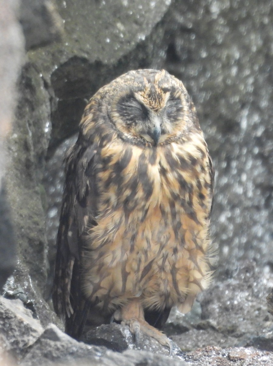 Short-eared Owl (Galapagos) - ML621829016