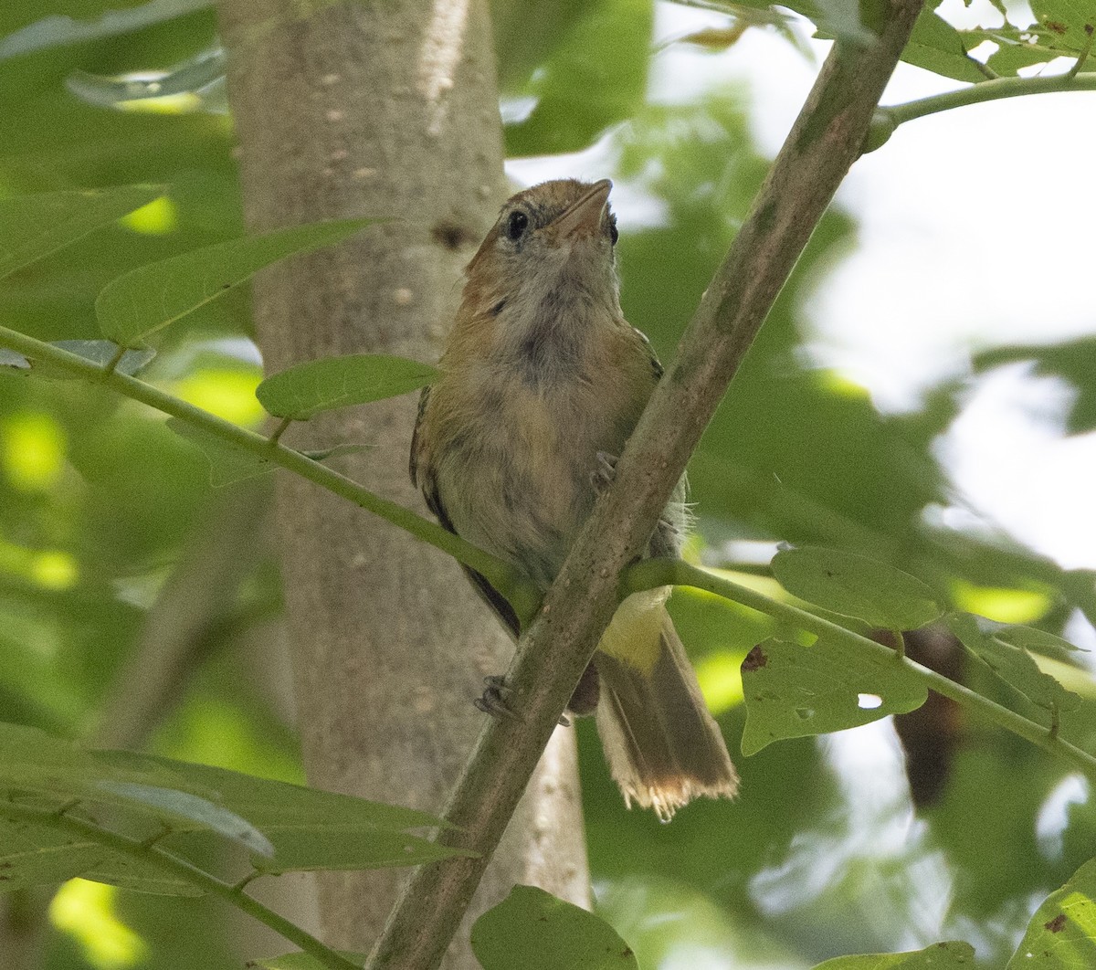 Rufous-naped Greenlet - ML621829017