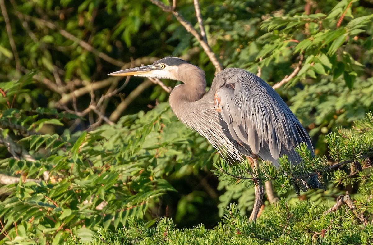 Great Blue Heron - ML621829018