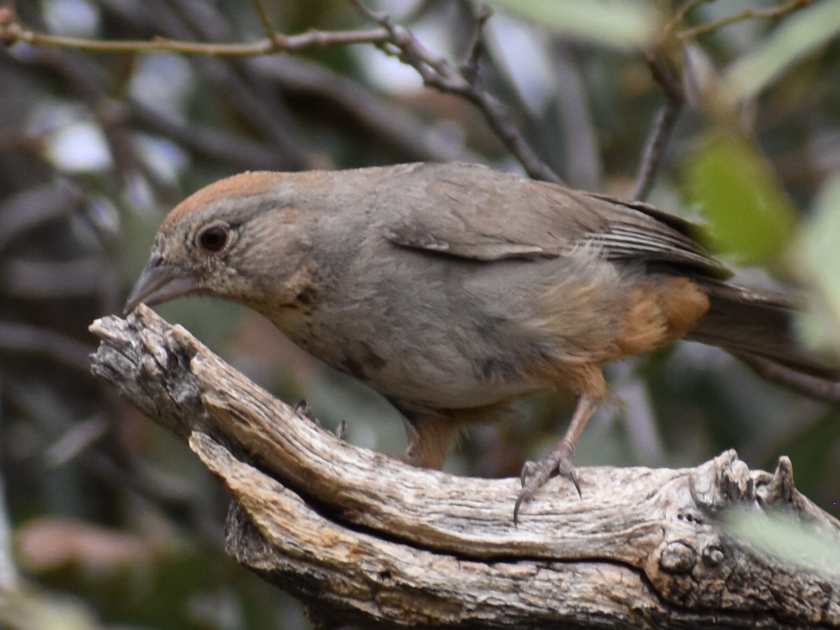 Canyon Towhee - ML621829035