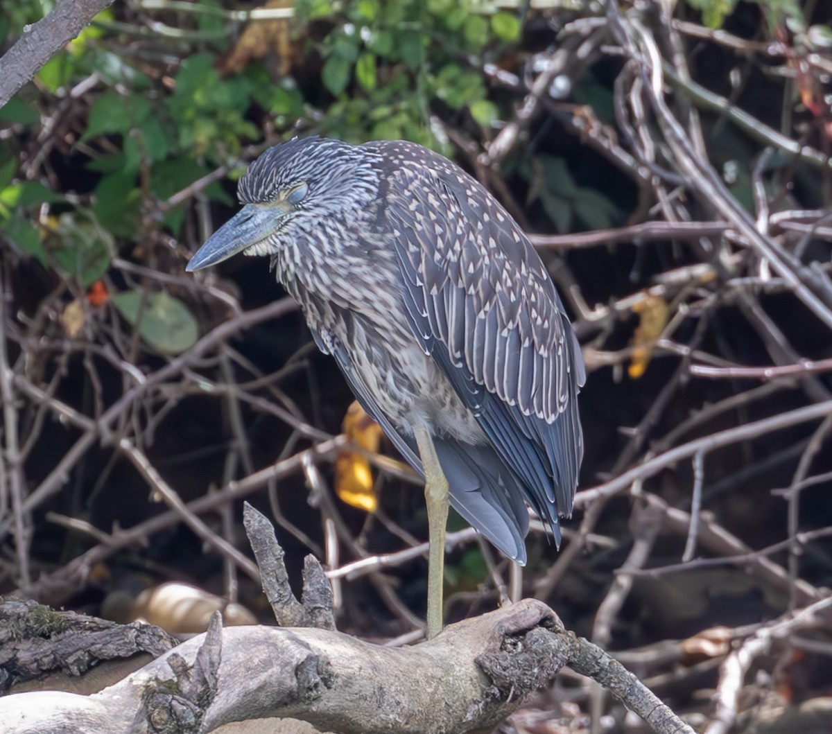 Yellow-crowned Night Heron - ML621829038