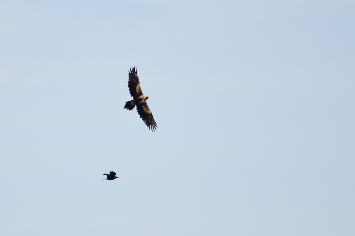 Wedge-tailed Eagle - ML621829044