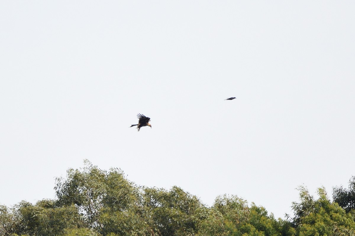 Wedge-tailed Eagle - ML621829045