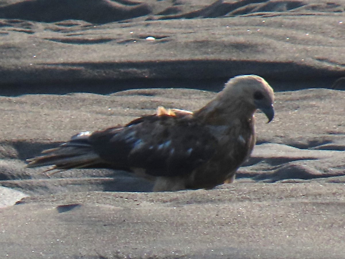 Whistling Kite - Elizabeth Lyons