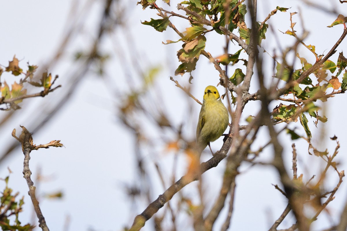 White-plumed Honeyeater - ML621829077